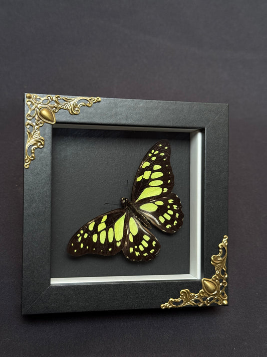 Red-Veined Swallowtail Butterfly