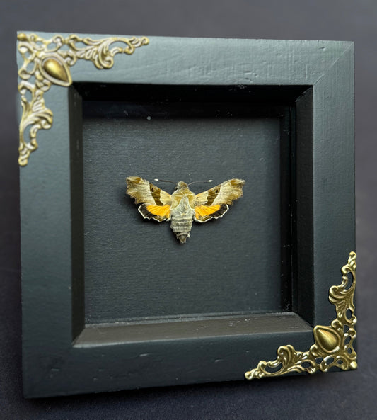 Willow-Herb Hawk Moth