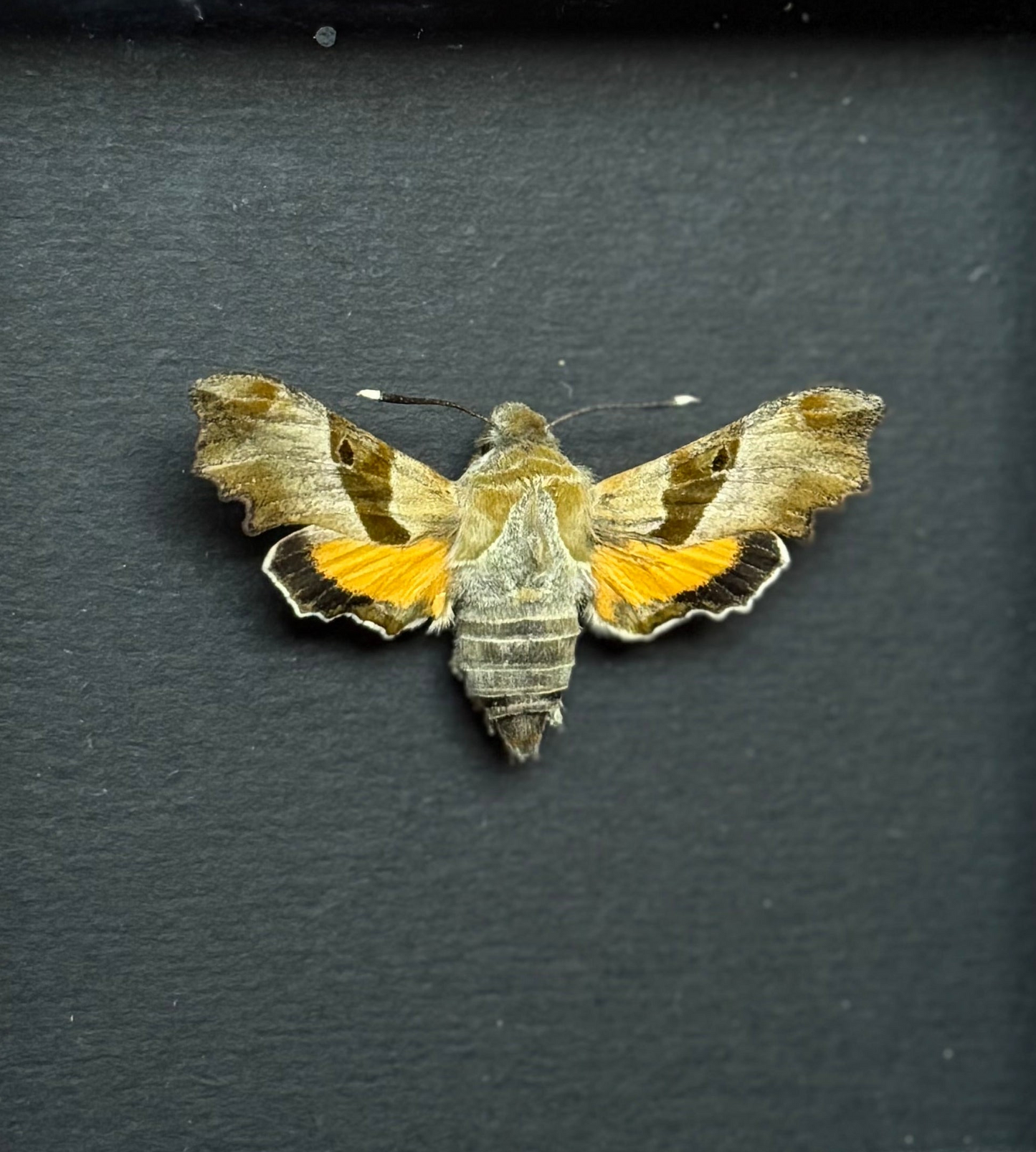 Willow-Herb Hawk Moth