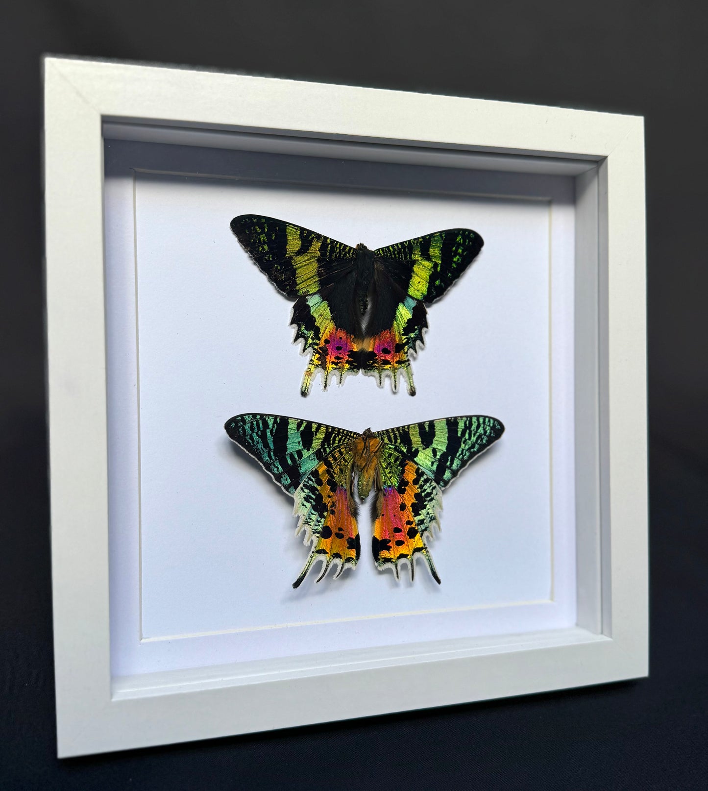 Madagascan Sunset Moths