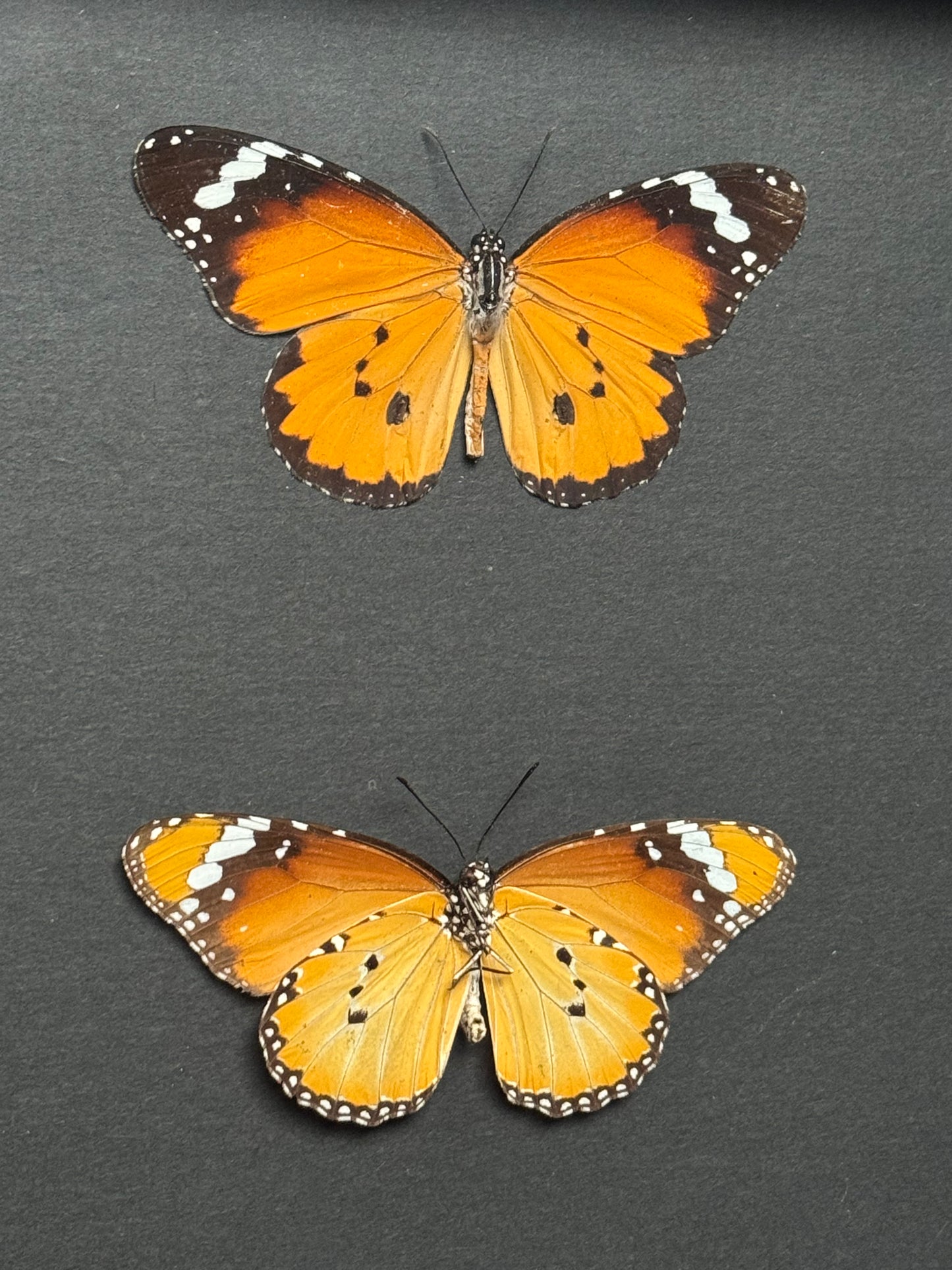 Plain Tiger Butterfly